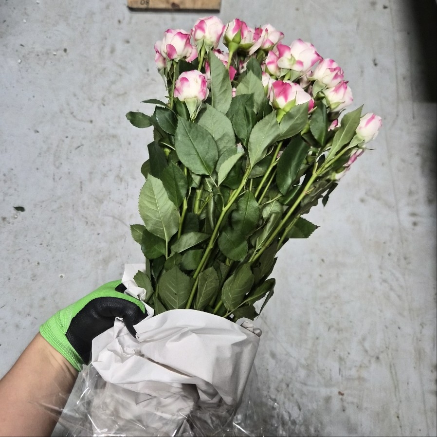 수입 중국 RSB19 투톤 스프레이 1단 14500원
