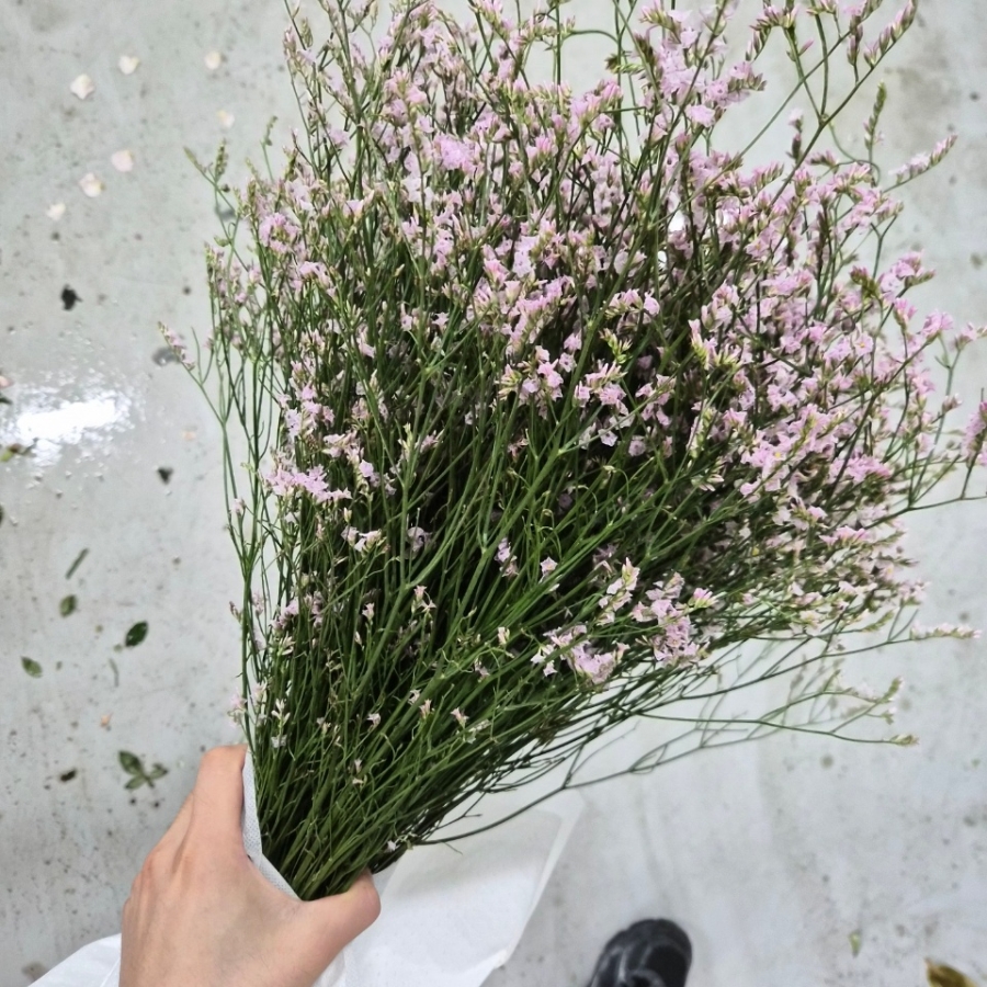 수입 중국 시네신스 연핑크 1단 12500원