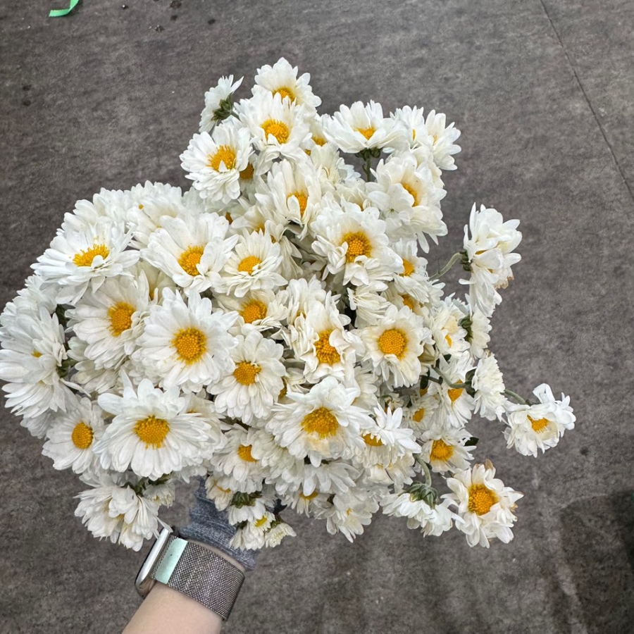 소국 에그엔젤 1단 3300원