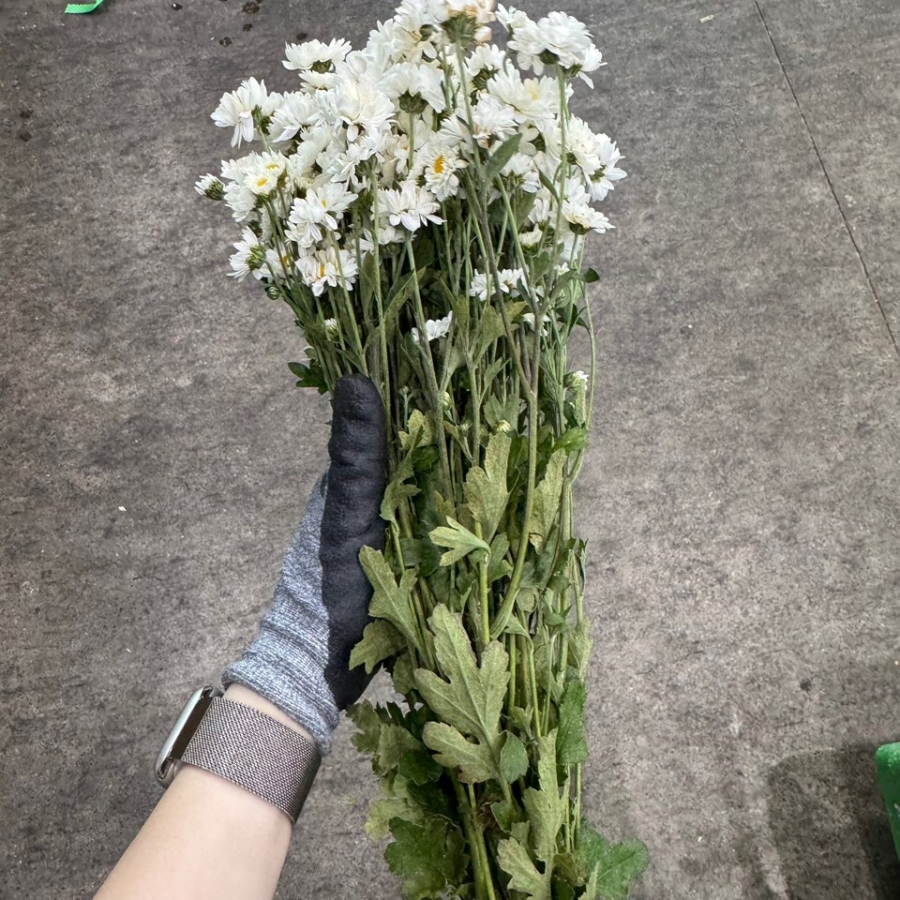 소국 에그엔젤 1단 3300원
