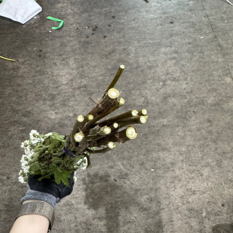 소국 에그엔젤 1단 3300원