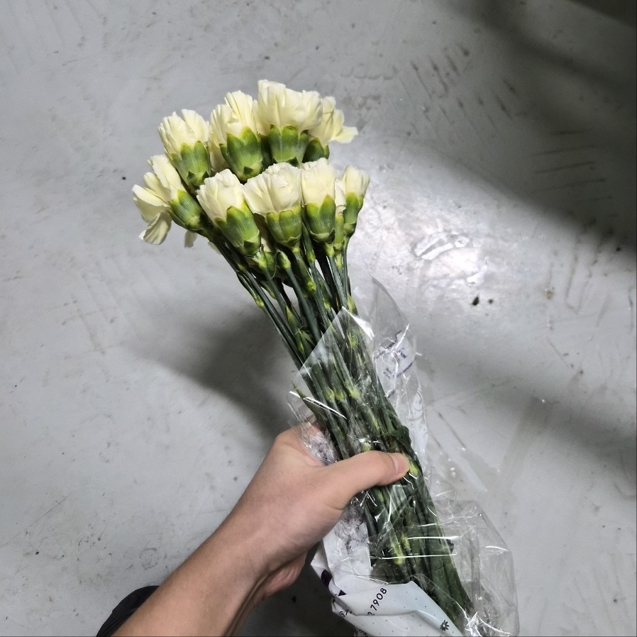 콜롬비아 카네이션 폴림니아 1단 13500원