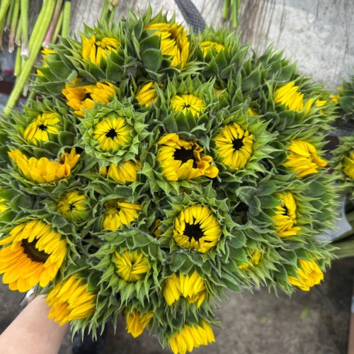 해바라기 상 1단 2800원