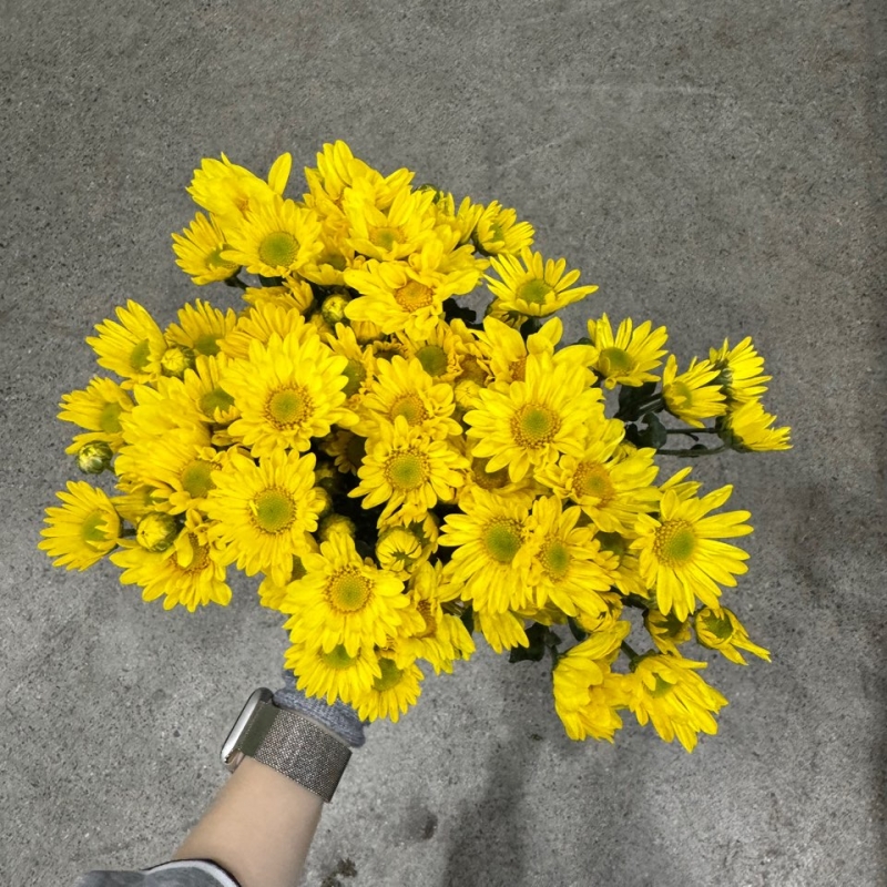 소국 금목수 1단 2900원