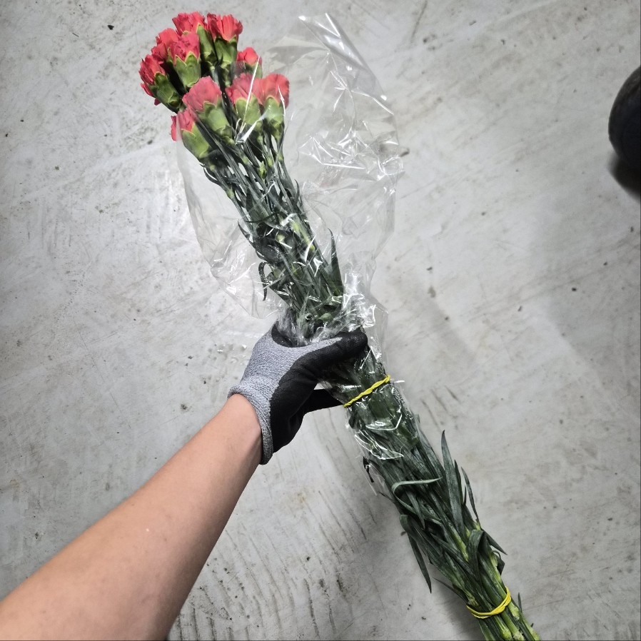 콜롬비아 카네이션 헤르메스 오렌지② 1단 13500원