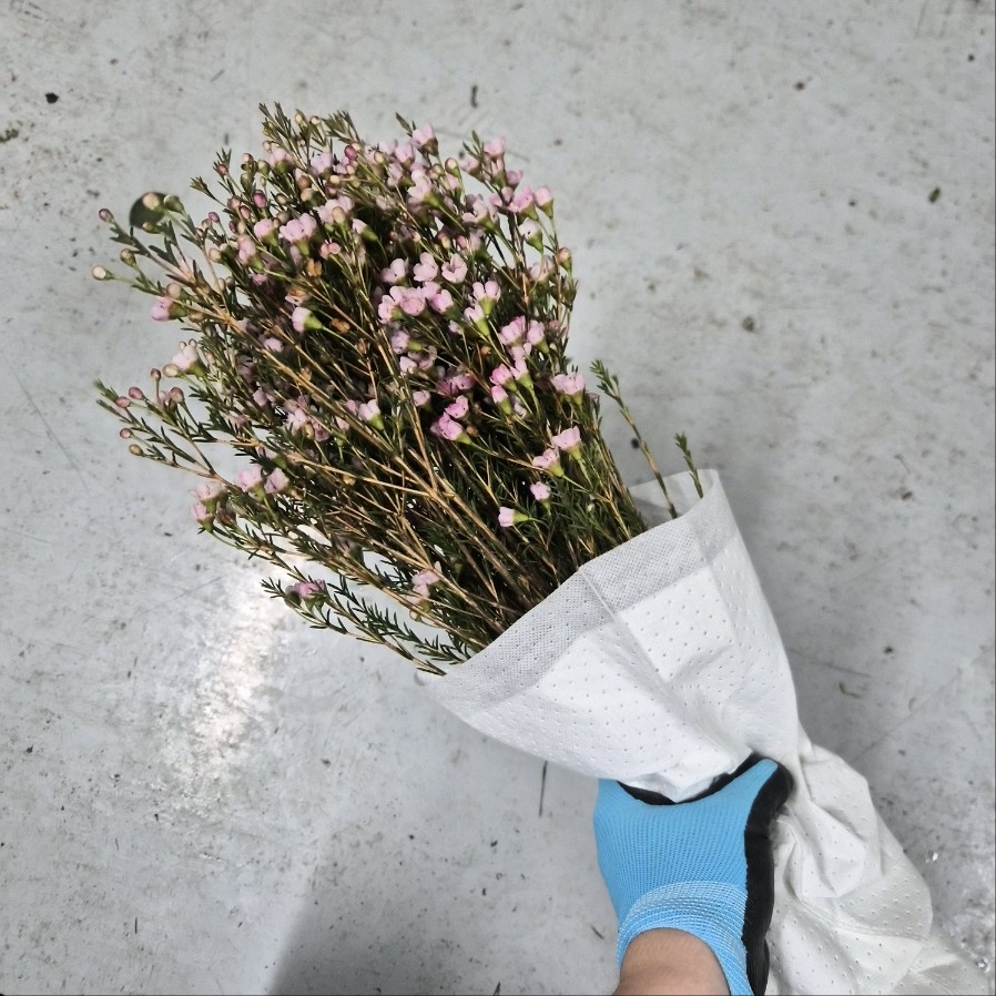 수입 중국 왁스플라워 핑크 1단 13000원