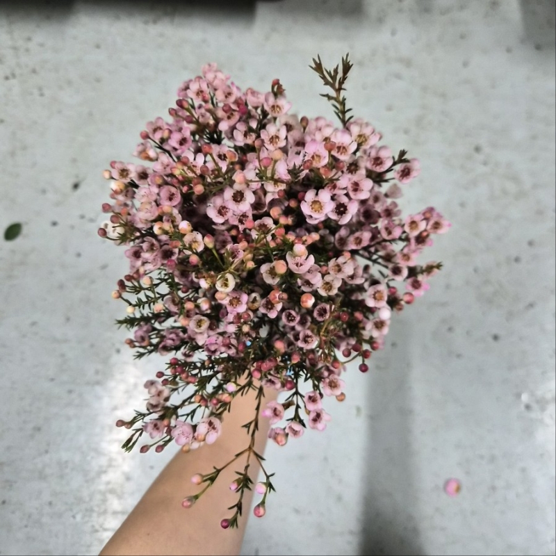 수입 중국 왁스플라워 핑크 1단 13000원