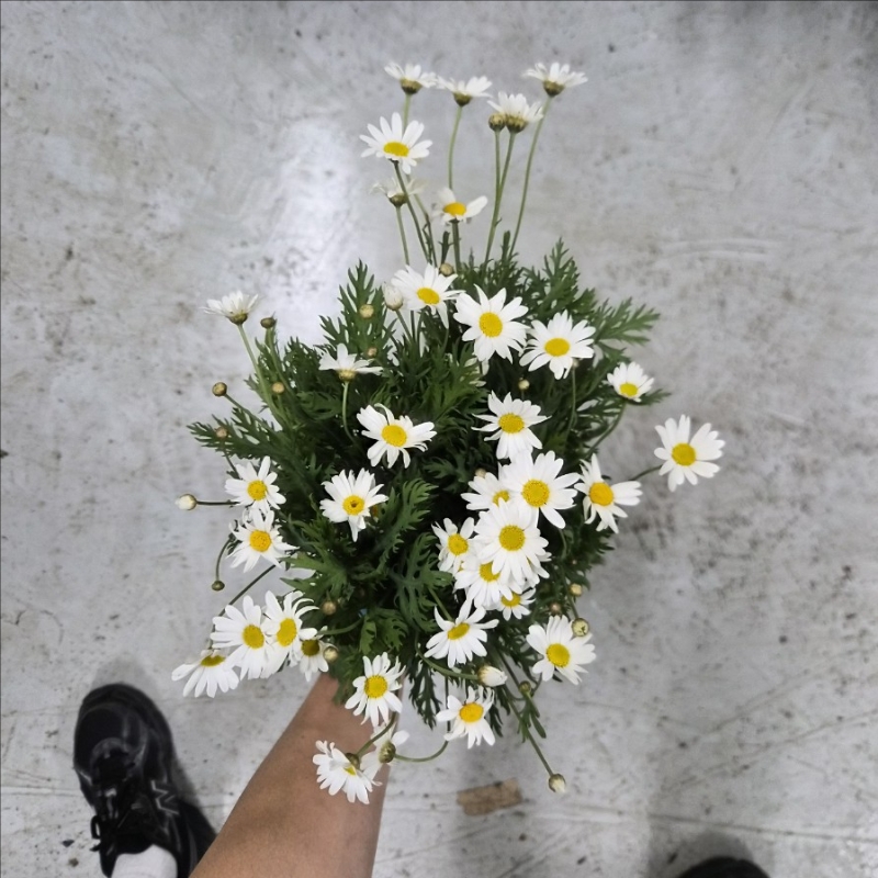 수입 중국 마가렛 1단 12500원