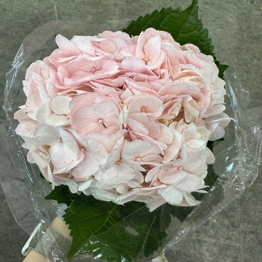 수입 수국 연핑크 1단 4500원