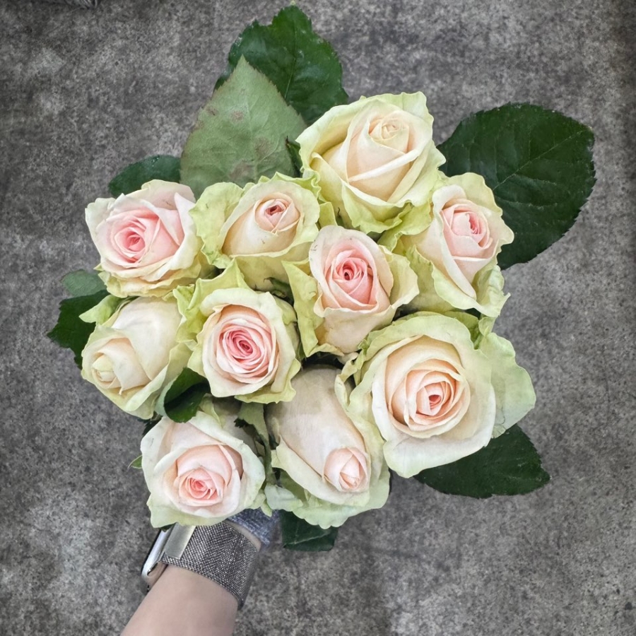 ② 장미 빅토리아 1단 8300원