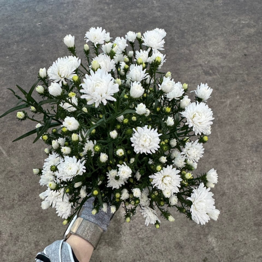 백공작 1단 7200원