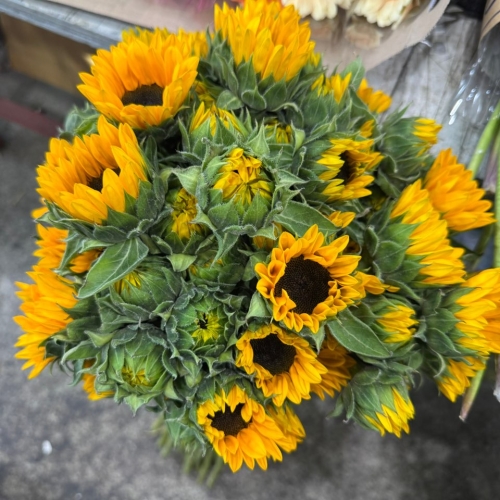 해바라기 중 1단 1800원
