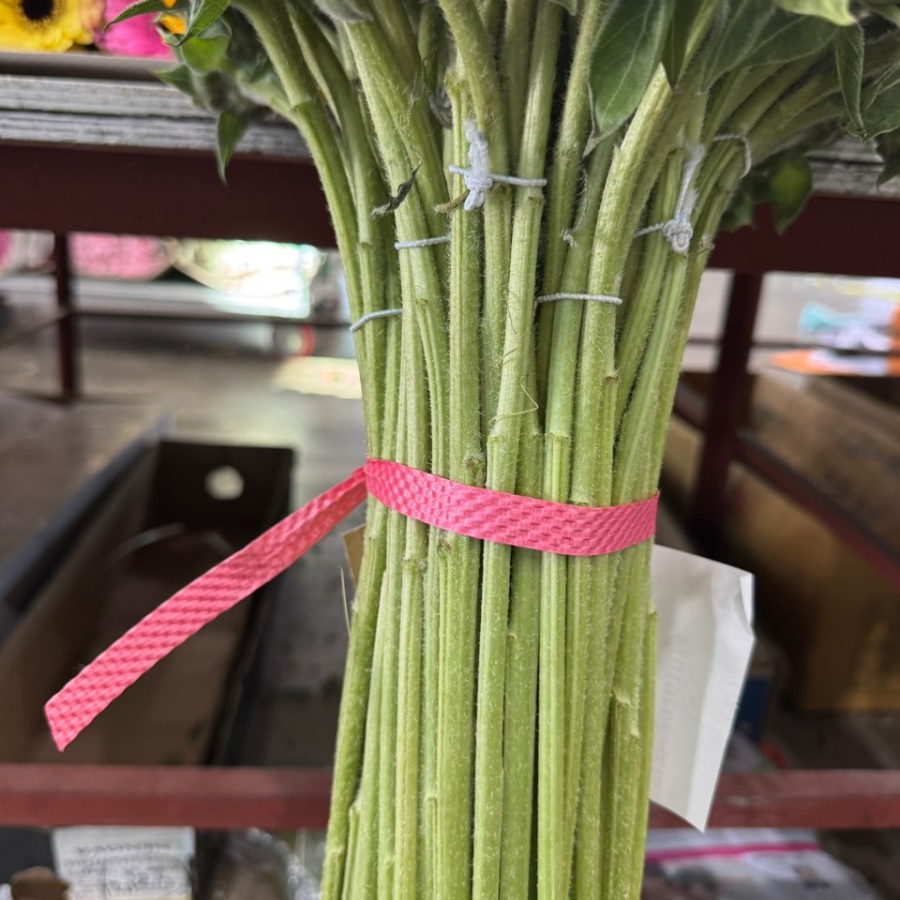 해바라기 중 1단 1800원