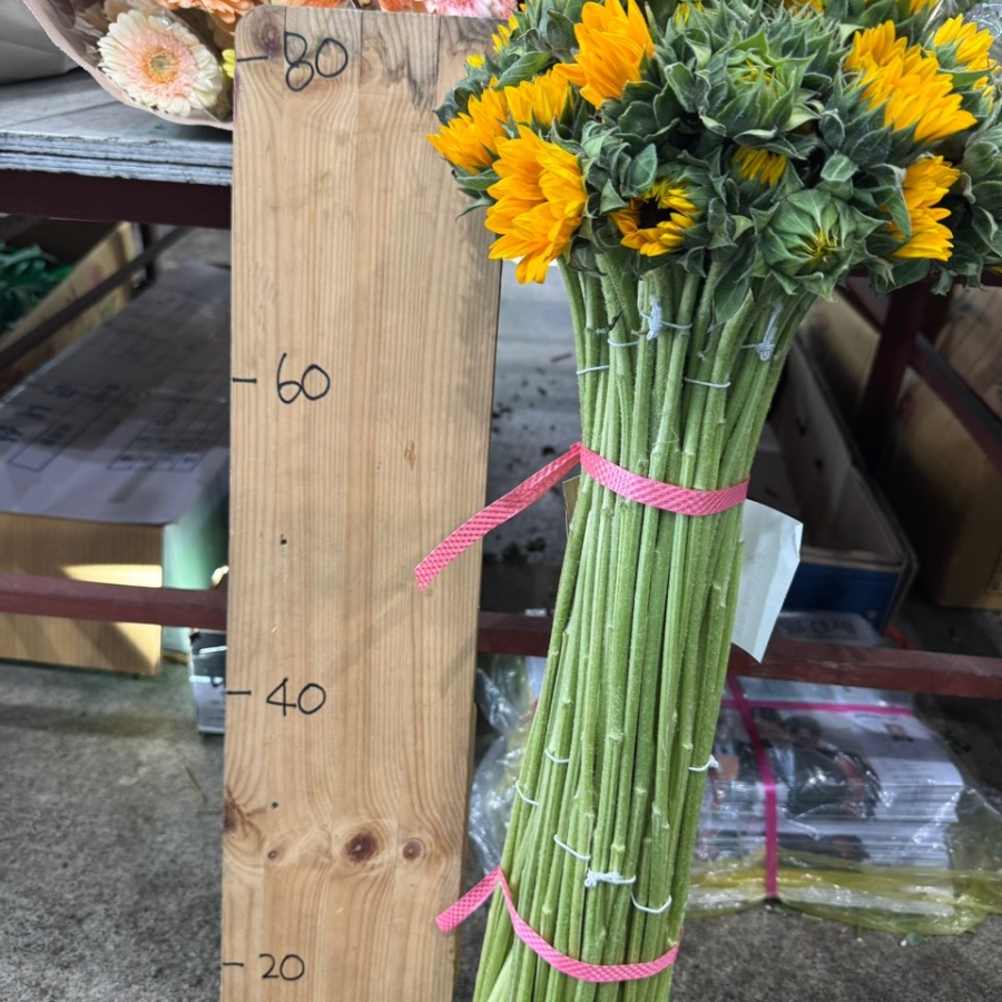 해바라기 중 1단 1800원