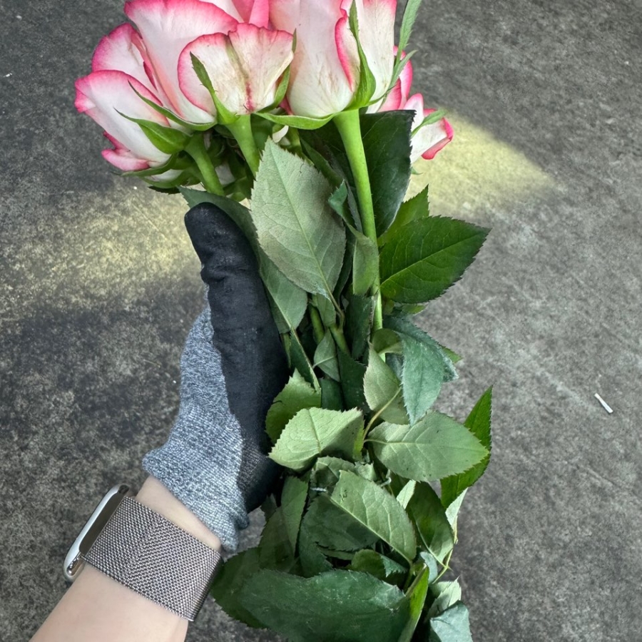 장미 주밀리아 상 1단 7500원