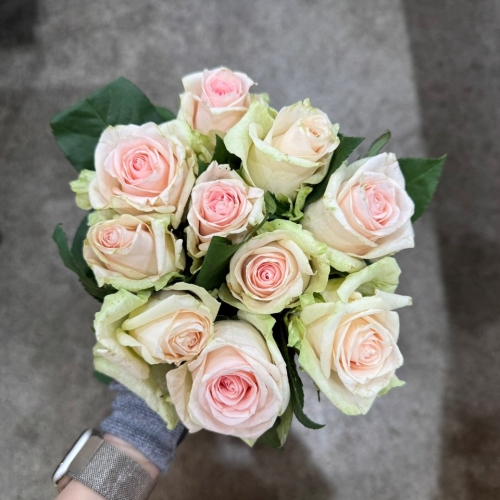 ① 장미 빅토리아 1단 7100원