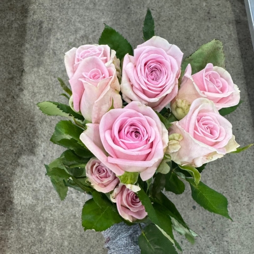 장미 헤라 하 1단 4800원