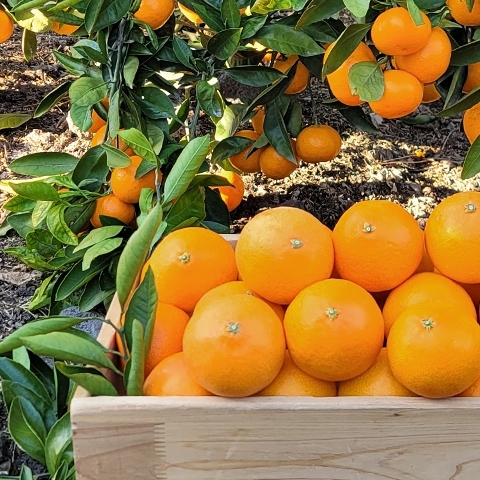 황금향 선물용 3kg