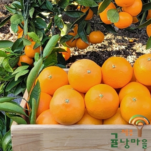 황금향 선물용 5kg