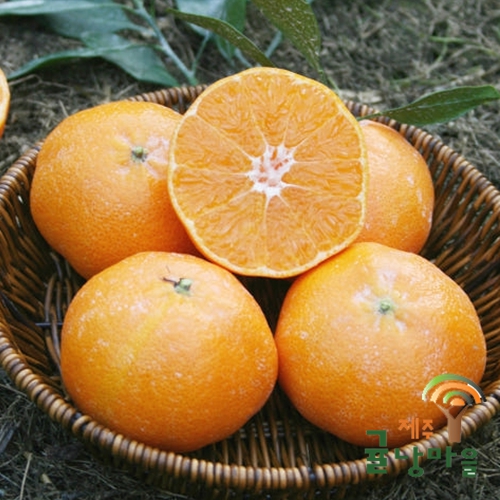 레드향 가정용 5kg
