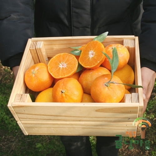 레드향 가정용 10kg