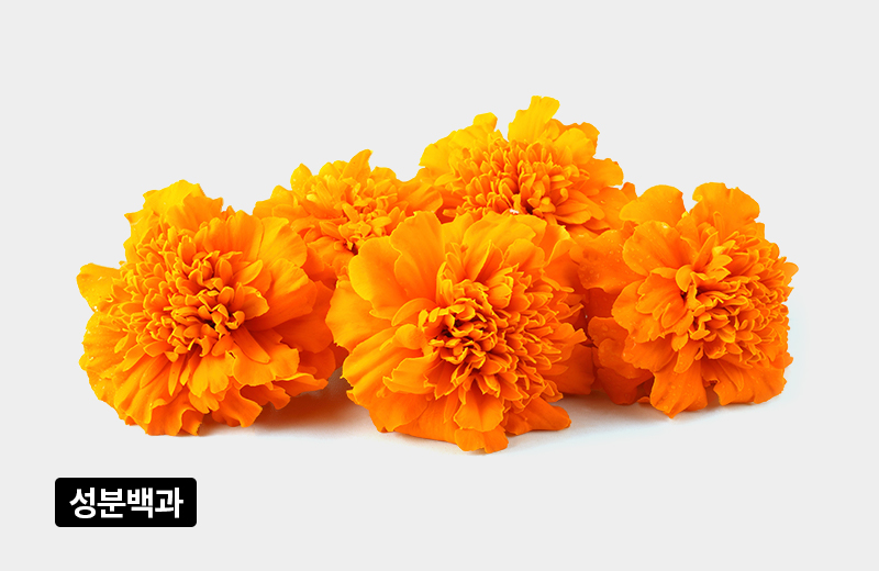 성분백과_썸네일_38_루테인.jpg