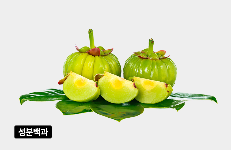 성분백과_썸네일_08_가르시니아.jpg