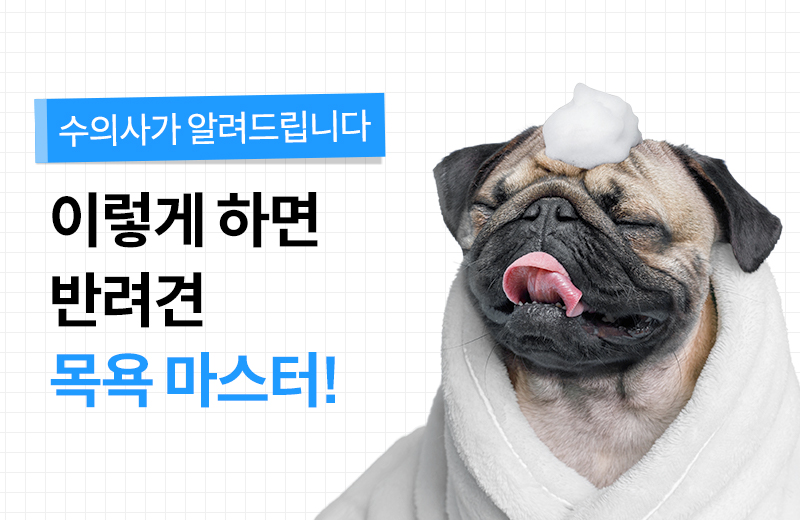 펫 건강정보-3.jpg