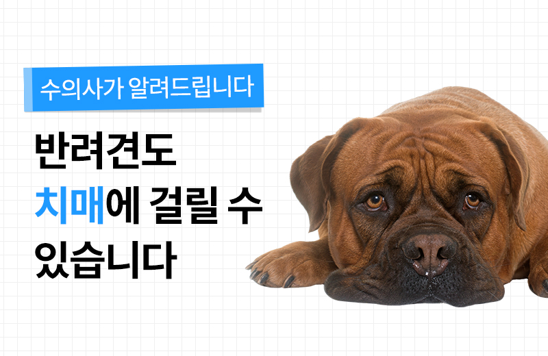 펫 건강정보-2.jpg