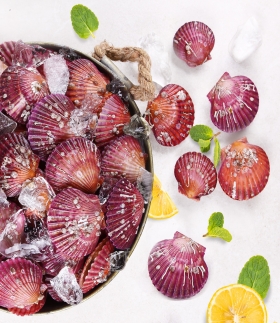 [바다원] 산지직송 국내산 제철 홍가리비 2kg (약 40-44미)