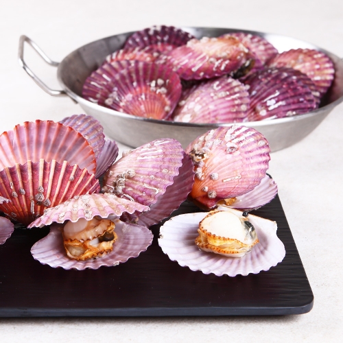 [바다원] 산지직송 국내산 제철 홍가리비 3kg (약 60-66미)