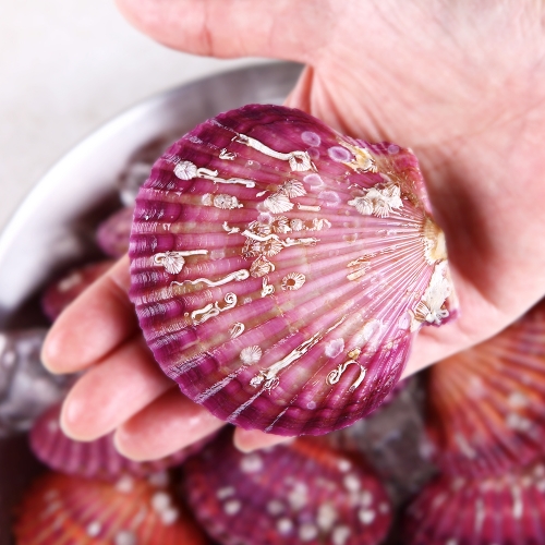 [바다원] 산지직송 국내산 제철 홍가리비 3kg (약 60-66미)