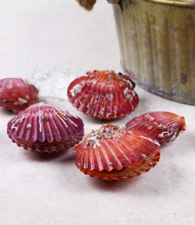 [바다원] 산지직송 국내산 제철 홍가리비 3kg (약 60-66미)