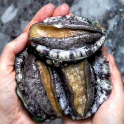 [1차 완판]완도사랑 대전복 8~9미 1kg 신선도 보장 산지직송[200개 추가입고][행사]