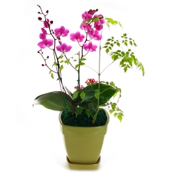 미니호접란(만천홍)