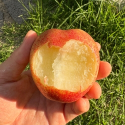 신비복숭아 왕특대과 1kg(4-6과 내외) 외