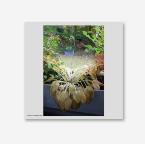 혁오 (HYUKOH) 5집 - ﻿﻿사랑으로 ﻿[Vinyl] 취소 환불 불가상품