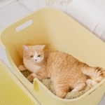 망고 고양이 화장실 배변통 변기 항균 리터박스 대형