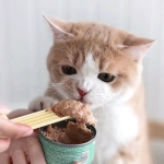 망고 3IN1 강아지 고양이 사료 스푼 스쿱 계량 숟가락