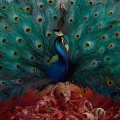 OPETH / Sorceress - 2CD DELUXE EDITION (NEW)