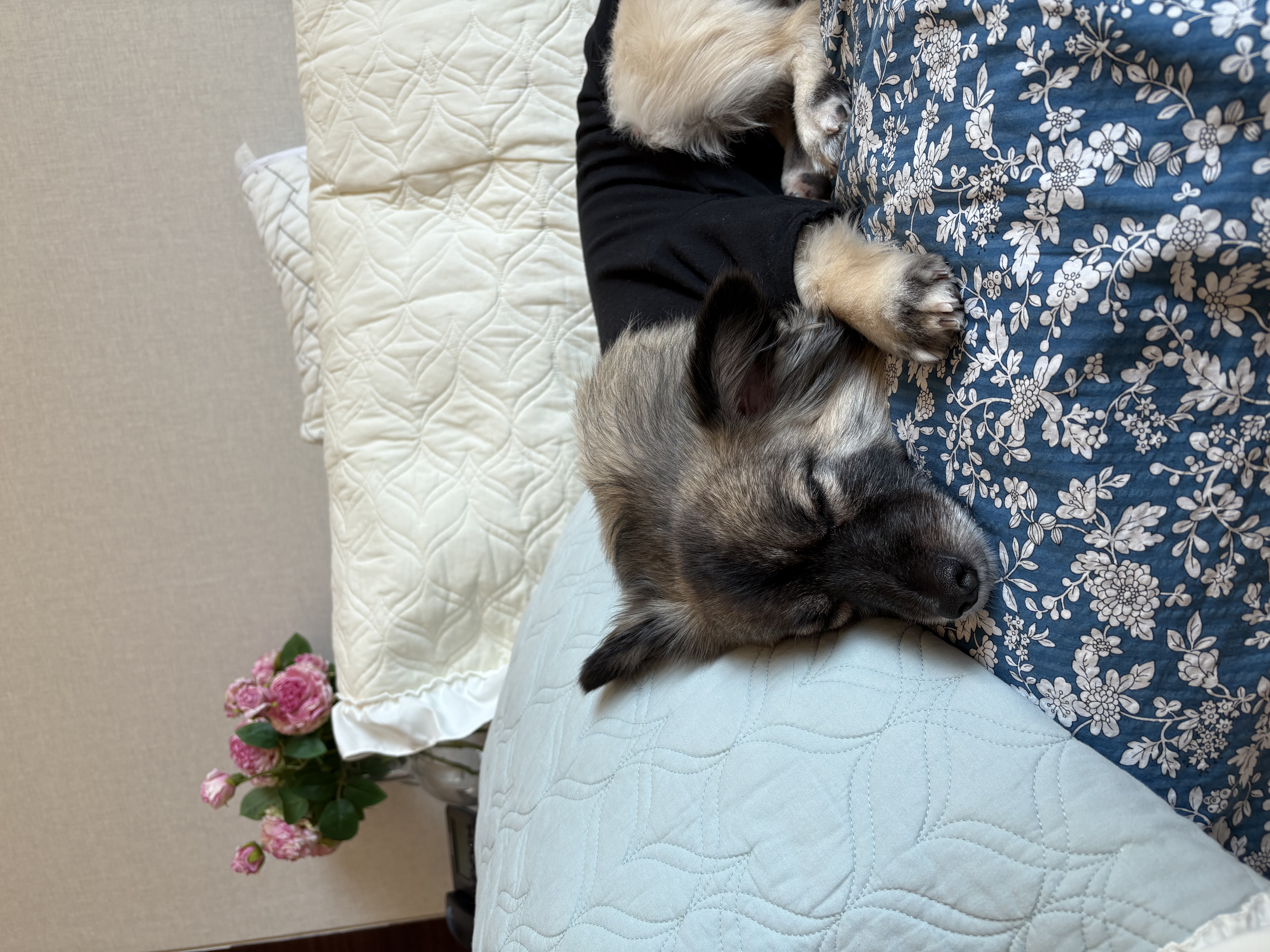 IMG_8265.jpeg