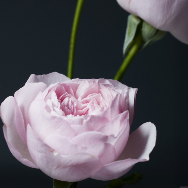 에미서리.73의 에미서리.73 – 인리칭 퍼퓸드 바디로션 355ml_4