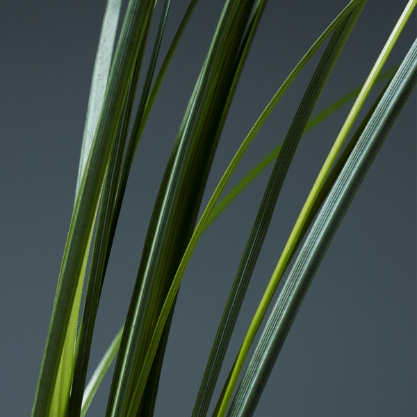 에미서리.73의 리빙 – 인리칭 퍼퓸드 핸드워시 355ml_3