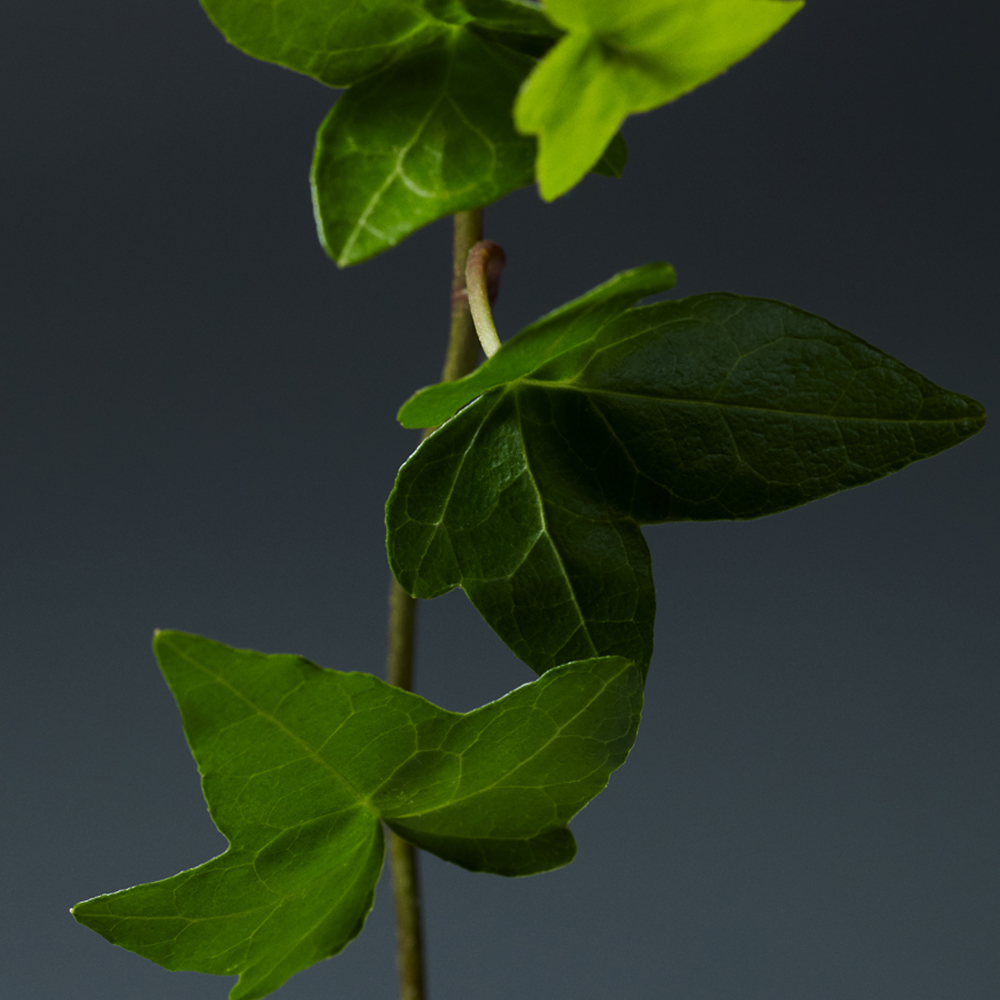 에미서리.73의 리빙 – 인리칭 크림 샴푸 & 트리트먼트_3