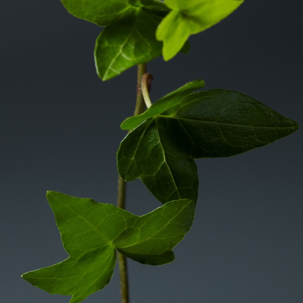 에미서리.73의 리빙 – 인리칭 크림 샴푸 & 트리트먼트_3