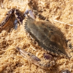 싱싱하게 살아있는! 제철 활 톱밥 꽃게