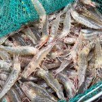 당일조업 싱싱하게 살아있는 (활)흰다리 새우