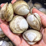 시원하고 담백한 자연산 동죽조개