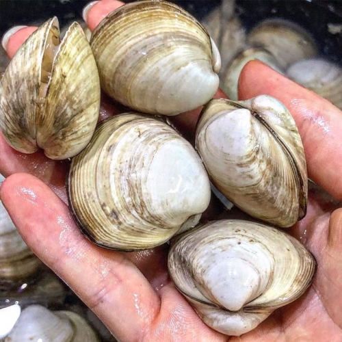 시원하고 담백한 자연산 동죽조개