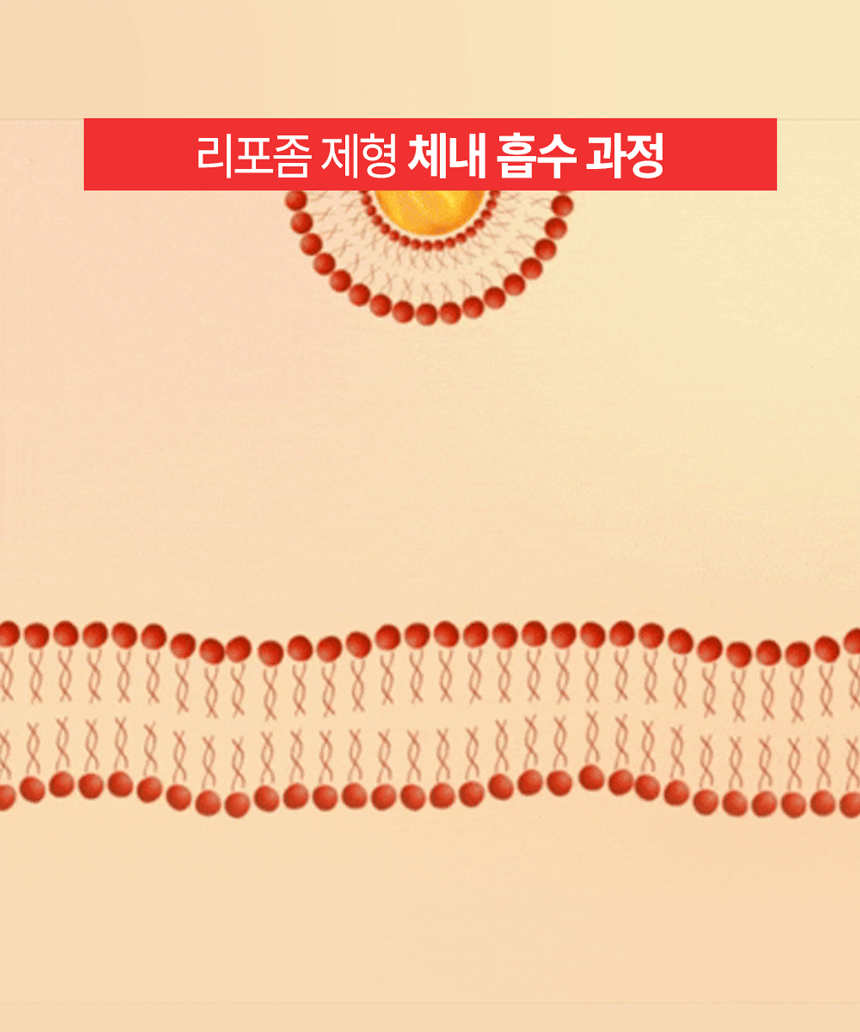 리포좀 아르기닌의 접근 흡착 내포과정에 대한 gif 설명